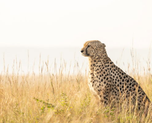 Fotoreis Kenia Safari - ©Jan Vermeer