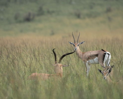 Fotoreis Kenia Safari - ©Jan Vermeer
