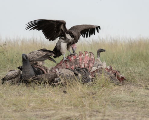 Fotoreis Kenia Safari - ©Jan Vermeer