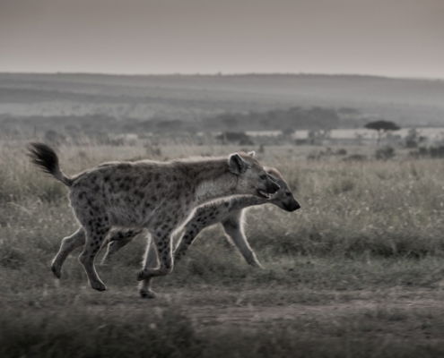 Fotoreis Kenia Safari - ©Jan Vermeer