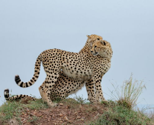 Fotoreis Kenia Safari - ©Jan Vermeer