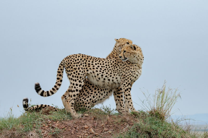 Fotoreis Kenia Safari - ©Jan Vermeer