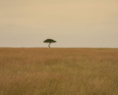 Fotoreis Kenia Safari - ©Jan Vermeer