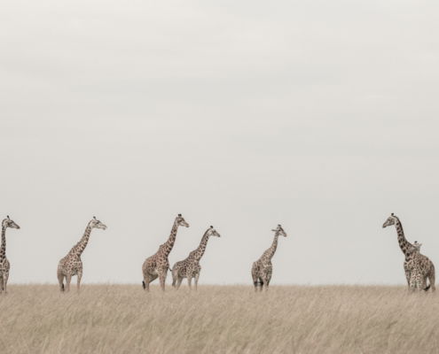 Fotoreis Kenia Safari - ©Jan Vermeer