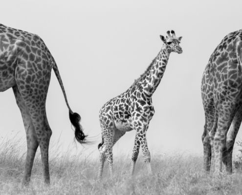 Fotoreis Kenia Safari - ©Jan Vermeer