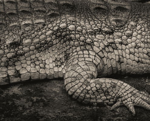 Fotoreis Kenia Safari - ©Jan Vermeer