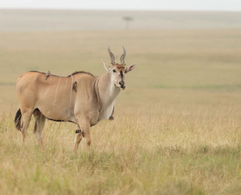 Fotoreis Kenia Safari - ©Jan Vermeer