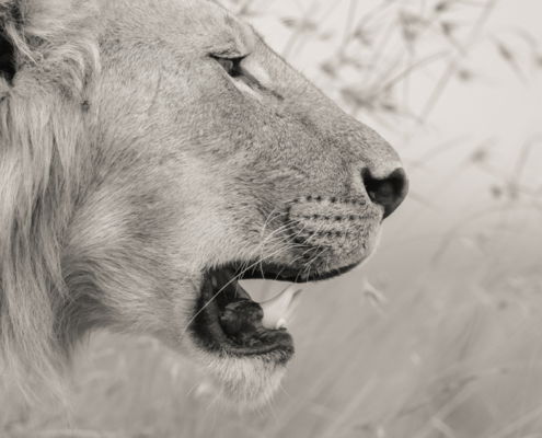 Fotoreis Kenia Safari - ©Jan Vermeer