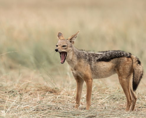 Fotoreis Kenia Safari - ©Jan Vermeer