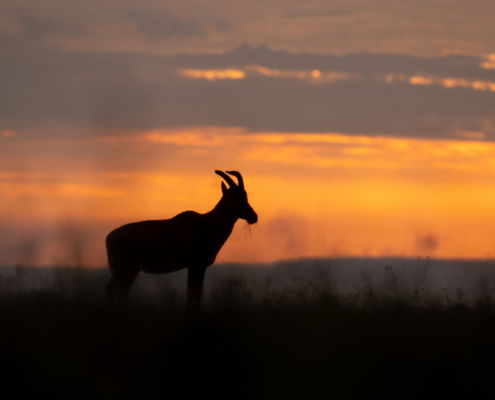 Fotoreis Kenia Safari - ©Jan Vermeer