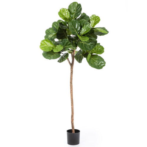 Hoge FICUS LYRATA tabaksplant vioolplant HQ kunstboom met echte houten stam 200cm