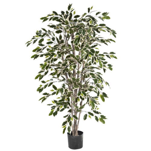Kunstplant grote FICUS NITIDA kamerplant met echte houten stammen 210cm