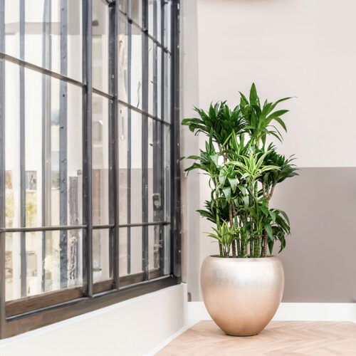 MAXIM grote design plantenbak plantenpot zilver champagne 60cm breed