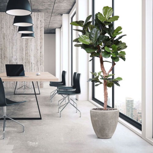 Hoge FICUS LYRATA kunstplant kunstboom met echte houten stam 210cm