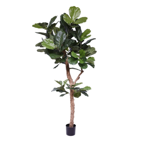 Hoge FICUS LYRATA kunstplant kunstboom met echte houten stam 210cm