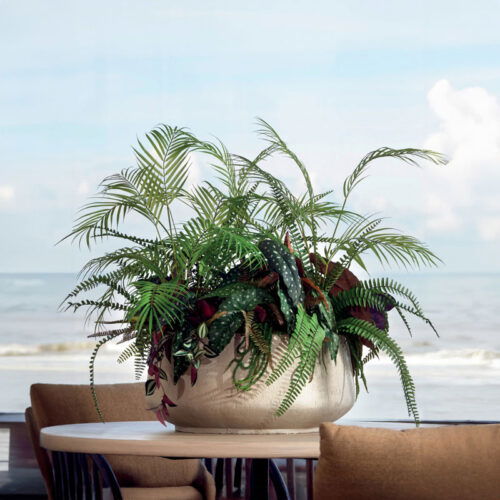 FUNDO bonsai schaal beige grijs 55cm breed