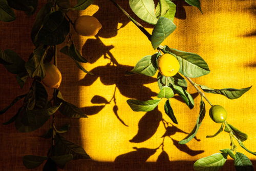 Leaves Plant green lemon spray L