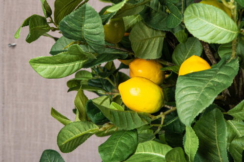 Leaves Plant green lemon spray L