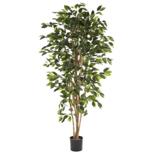 FICUS NITIDA kunstplant kamerplant met echte houten stammen 150cm