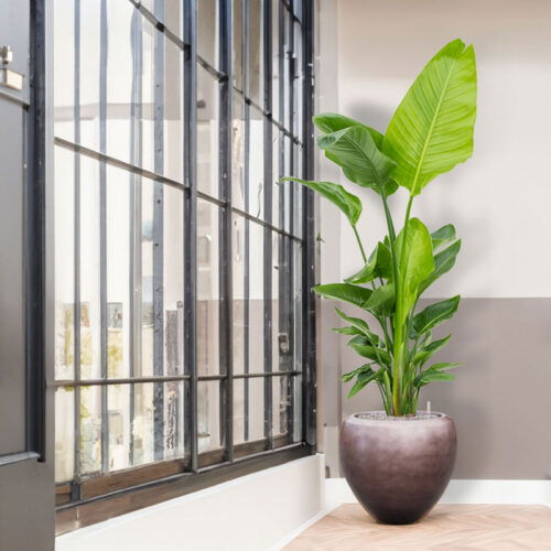 MAXIM grote design plantenbak plantenpot taupe brons 60cm breed