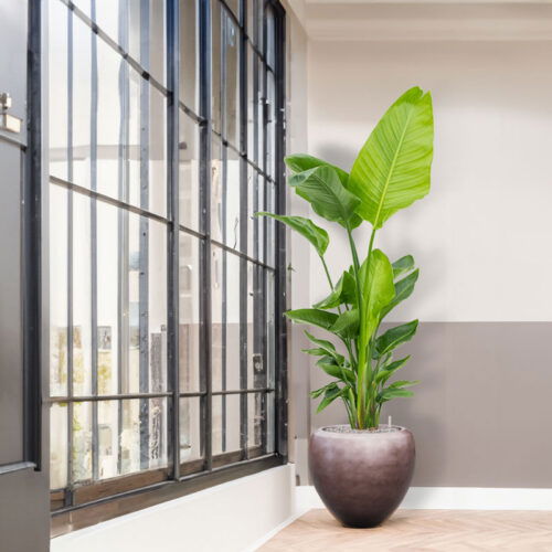 MAXIM grote taupe brons design bloempot vaas 50cm breed