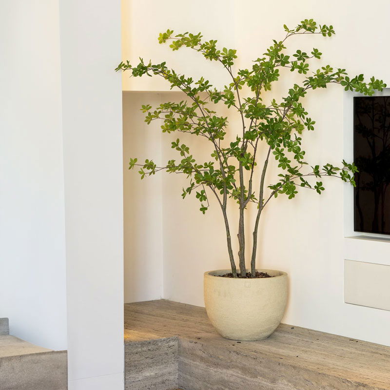 Kunstplant ENKIANTHUS luchtig design 150cm hoog