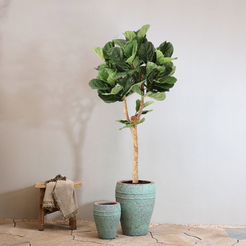 Grote FICUS LYRATA kunstplant kunstboom met echte houten stam 170cm