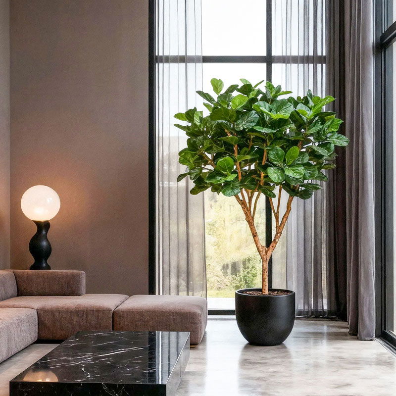 Grote tabaksplant FICUS LYRATA kunstboom vertakte met houten stammen 300cm