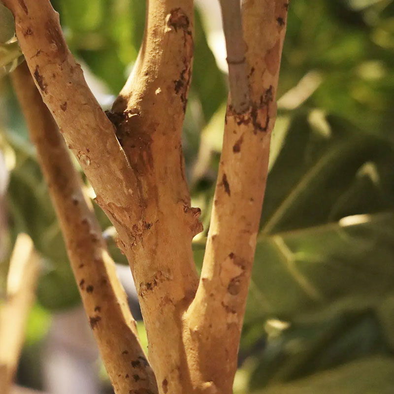 Grote tabaksplant FICUS LYRATA kunstboom vertakte met houten stammen 300cm
