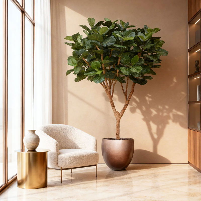 Grote tabaksplant FICUS LYRATA kunstboom vertakte met houten stammen 300cm