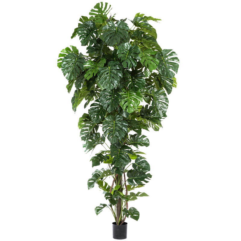 XXL nepplant MONSTERA kustplant op stok gatenplant 280cm hoog