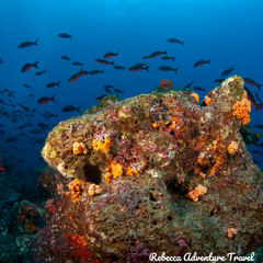 Rebecca Adventure Travel Galapagos Itinerary Coral