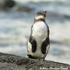 Rebecca Adventure Travel Galapagos Itinerary Penguin