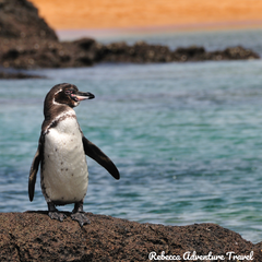 Rebecca Adventure Travel Galapagos Itinerary Penguin