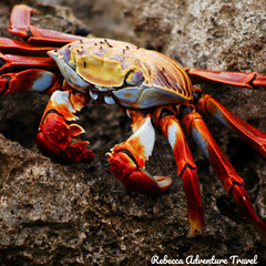 Rebecca Adventure Travel Galapagos Itinerary Crab