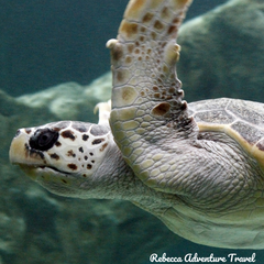 Rebecca Adventure Travel Galapagos Itinerary Turtle