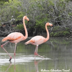 Rebecca Adventure Travel Flamingo Lagoon in Galapagos