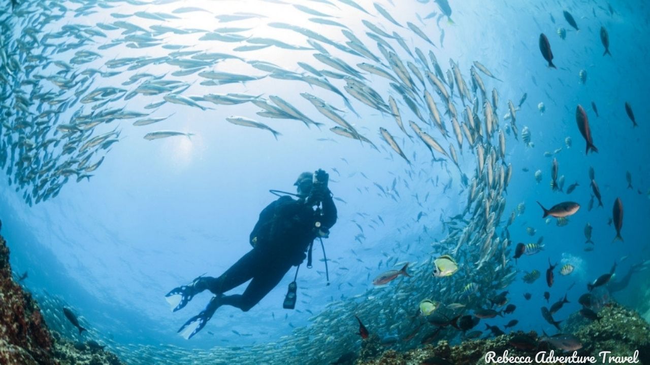 Galapagos Diving Fish