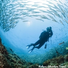 Rebecca Adventure Travel Galapagos Diving Fish