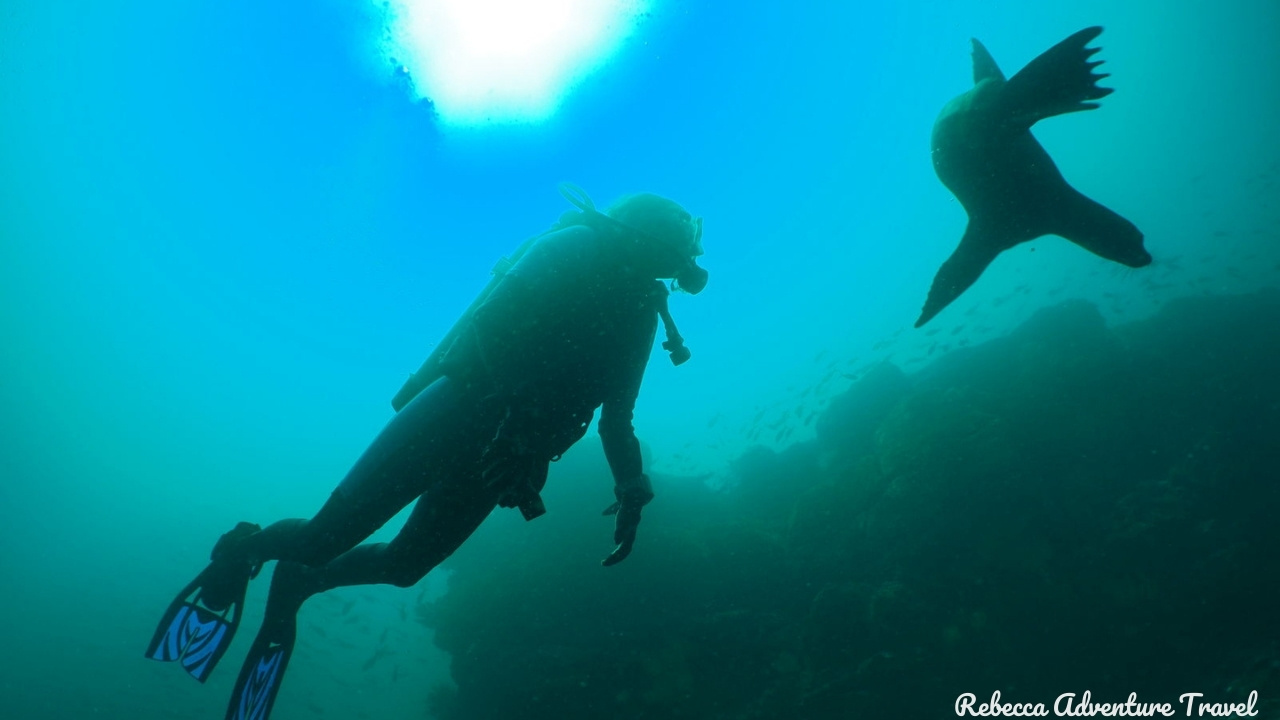 Galapagos Diving - Sea Lion