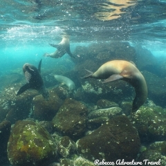 Rebecca Adventure Travel Galapagos Sea Lions Underwater