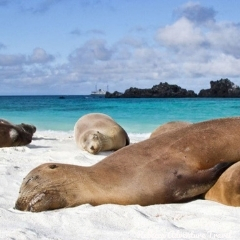 Rebecca Adventure Travel Sea Lions on Galapagos Beach