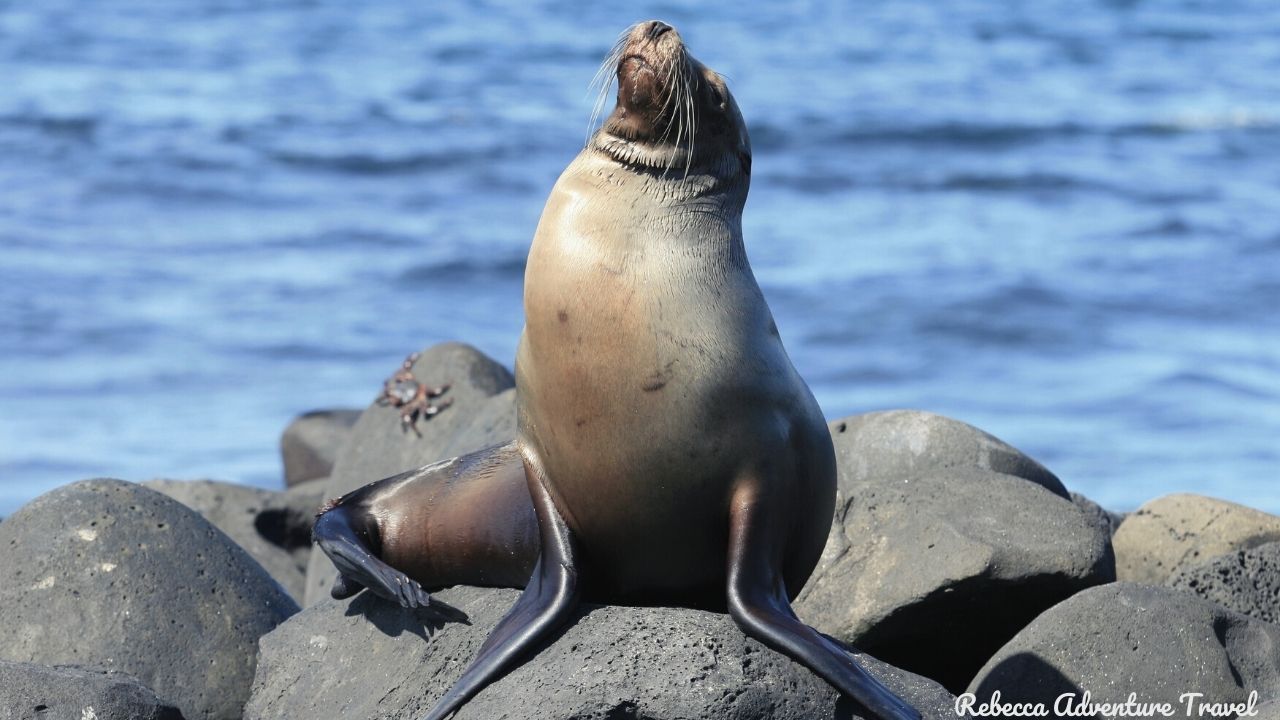 Sea Lion Galapagos