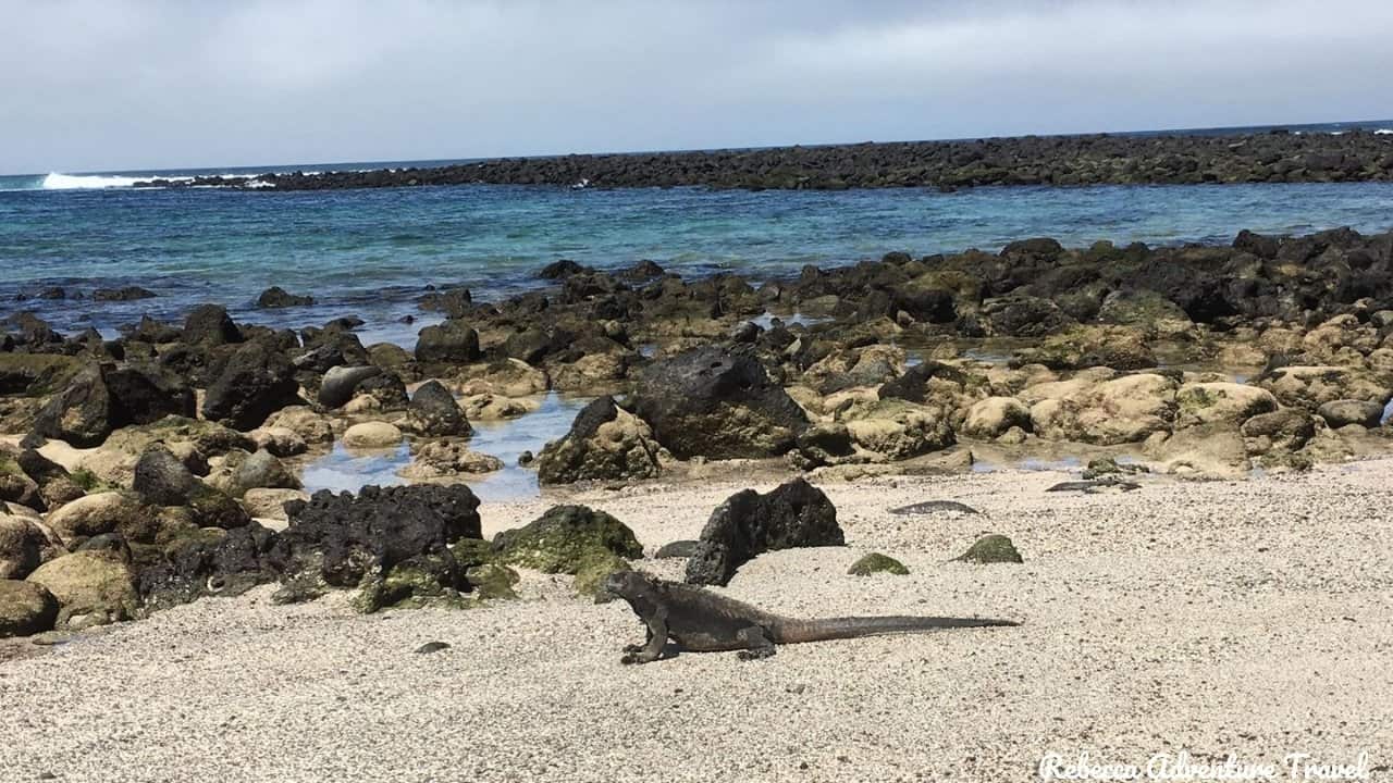 4D-Galapagos-Island-Hopping-Classic_Iguana-on-the-beach