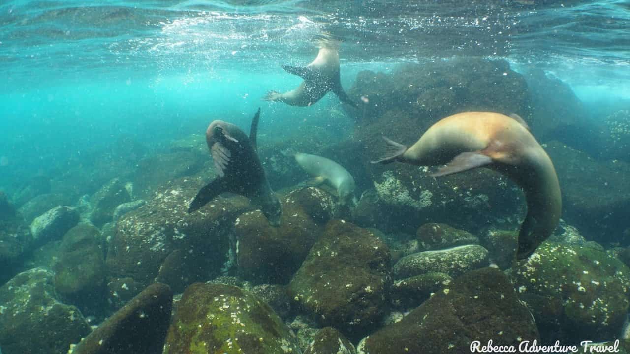 4D-Galapagos-Island-Hopping-Classic_underwater-Seal