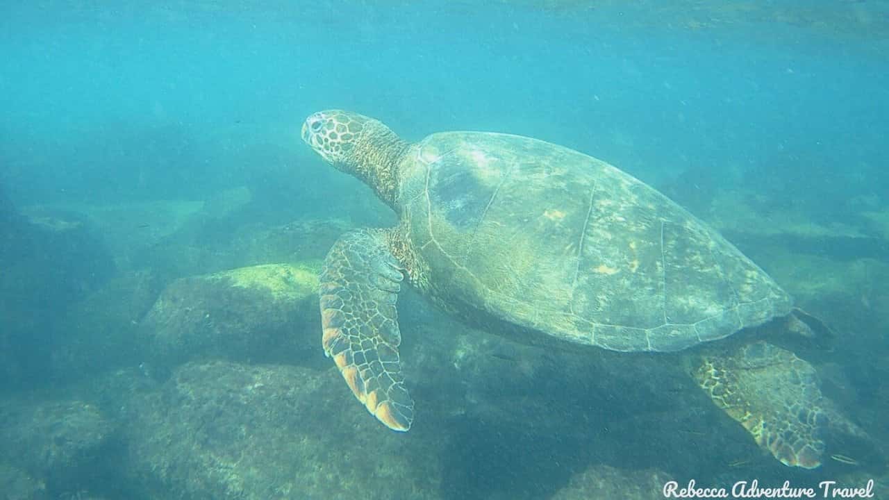 4D-Galapagos-Island-Hopping-Classic_Underwater-Tortoise