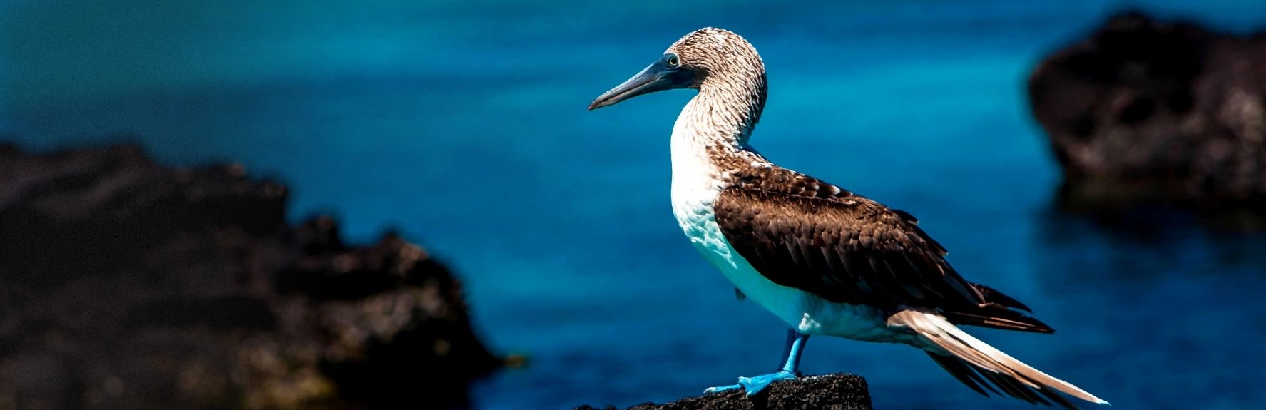 8 Day Galapagos Island Hopping Classic