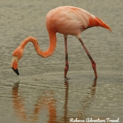 Rebecca Adventure Travel Flamingo