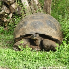 Rebecca Adventure Travel Giant Tortoise Galapagos