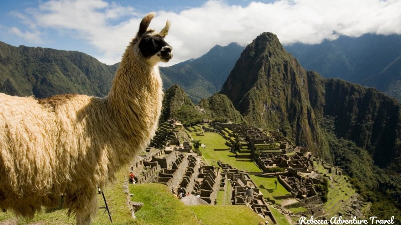 Llama Machu Picchu Peru -- Credit - Gihan Tubbeh - PROMPERU